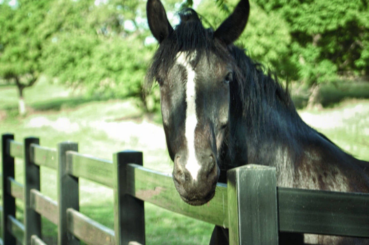 Black Vinyl/ Aluminum Fence